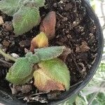 Episcia lilacina Fuelha