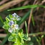 Veronica serpyllifolia Λουλούδι