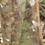 Sloanea latifolia