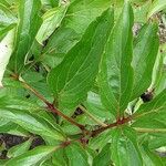 Paeonia × suffruticosa List