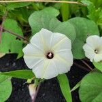 Ipomoea obscura Habit