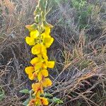 Crotalaria goodiiformis Kvet