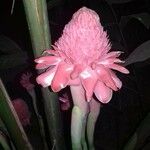 Etlingera elatior Flower