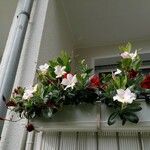 Mandevilla laxaFlower