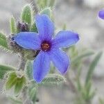 Lithodora fruticosa Λουλούδι