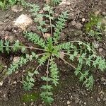 Lepidium didymum Fuelha