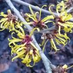 Hamamelis mollis Blüte