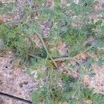 Pseudorlaya pumila ഇല