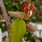 Magnolia stellata Vrucht