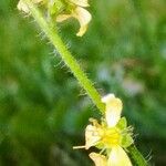 Agrimonia eupatoria Kaarna