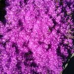 Drosanthemum floribundum Flower