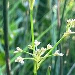 Juncus subnodulosus Blüte