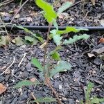 Quercus lobata Hoja