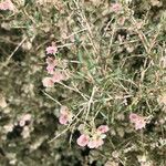 Atraphaxis spinosa Hoja
