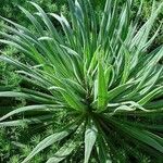 Echium wildpretii Blad