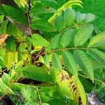 Toona sinensis Leaf