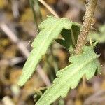 Cleonia lusitanica Blatt