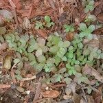 Sedum ternatum পাতা