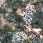 Echium asperrimum Flower