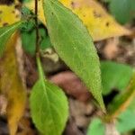 Campanulastrum americanum Feuille