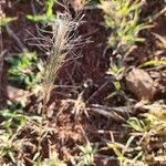 Aristida adoensis Flower