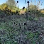 Dipsacus sativus Plante entière