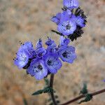 Phacelia distans 花