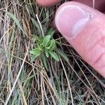 Viola eugeniae Leaf