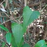 Smilax asperaFulla