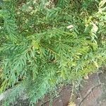 Buxus rolfei Leaf