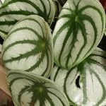 Peperomia argyreia Folha