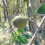 Strychnos madagascariensis Other