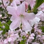 Rhododendron schlippenbachii Kvet