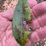 Smilax laurifolia Leaf