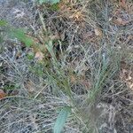 Tridens flavus Plante entière