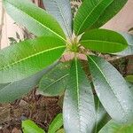 Plumeria obtusa Leaf