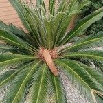 Cycas revolutaLeaf