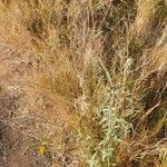 Aspilia mossambicensis Hoja
