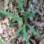 Blechnum spicant Hostoa