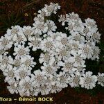 Iberis procumbens Fiore