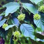 Camptotheca acuminata Frucht