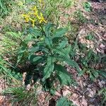 Senecio ovatus Elinympäristö