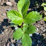 Fragaria virginiana Blatt