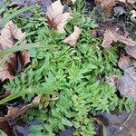 Nasturtium officinale Leaf