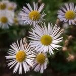 Erigeron annuusFlor