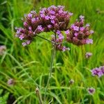 Verbena brasiliensis Blüte