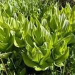 Veratrum californicum পাতা