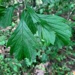 Crataegus punctata Hoja