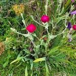 Silene coronaria Vekstform