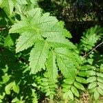 Sorbus aucupariaBlad